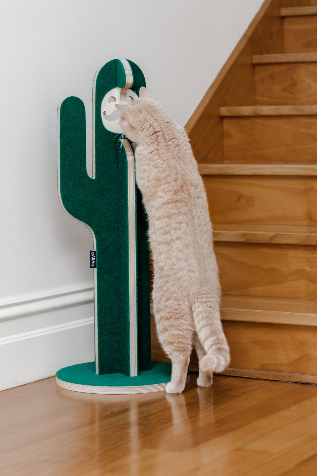 Mr Catcus Scratching Post